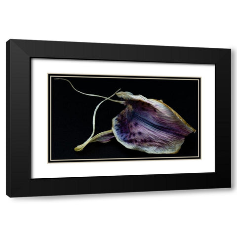 Lily Petal Black Modern Wood Framed Art Print with Double Matting by Graciet, Stephane