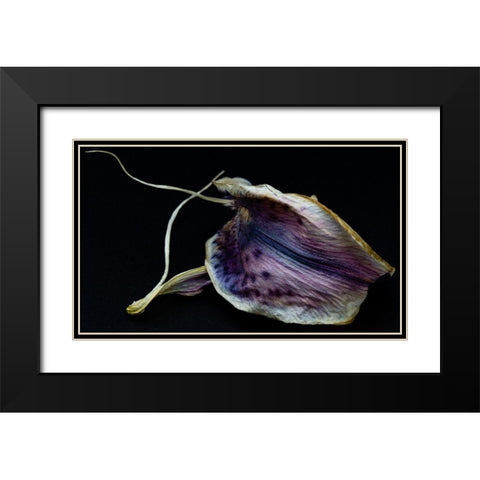 Lily Petal Black Modern Wood Framed Art Print with Double Matting by Graciet, Stephane