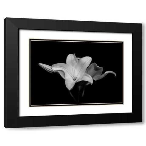 White Lily Black Modern Wood Framed Art Print with Double Matting by Graciet, Stephane