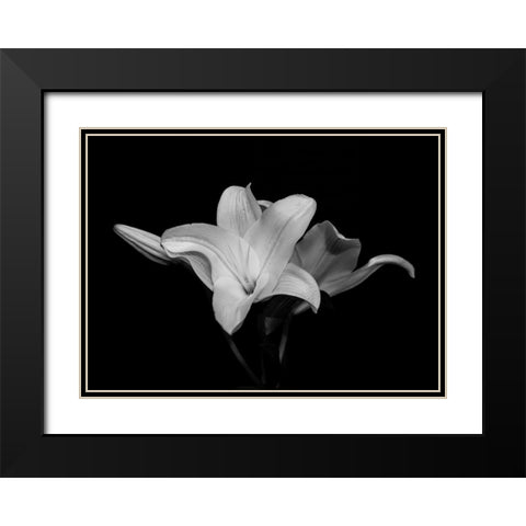 White Lily Black Modern Wood Framed Art Print with Double Matting by Graciet, Stephane