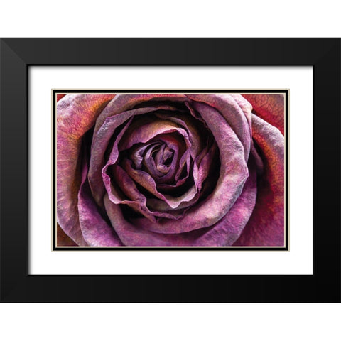 Purple Rose Black Modern Wood Framed Art Print with Double Matting by Graciet, Stephane