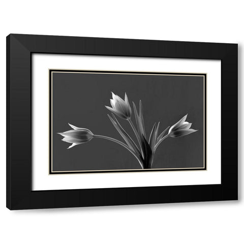 Tulip Trio Black Modern Wood Framed Art Print with Double Matting by Frates, Dennis