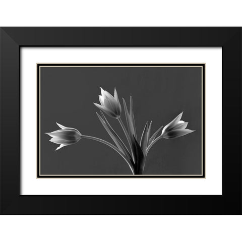 Tulip Trio Black Modern Wood Framed Art Print with Double Matting by Frates, Dennis