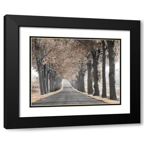 Road Through Tree Alley Black Modern Wood Framed Art Print with Double Matting by Anonymous