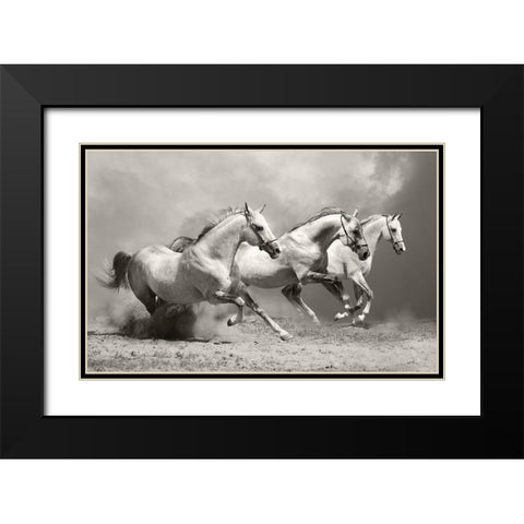 White Stallions II Black Modern Wood Framed Art Print with Double Matting by Anonymous