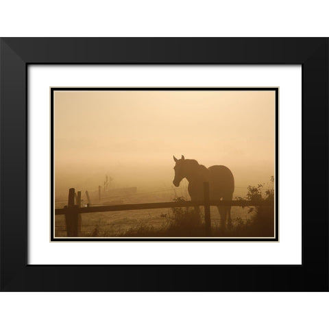 Grazing in the Mist II Black Modern Wood Framed Art Print with Double Matting by Anonymous