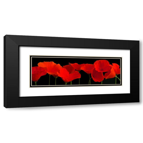 Vermilion Poppies Black Modern Wood Framed Art Print with Double Matting by Crum, R.