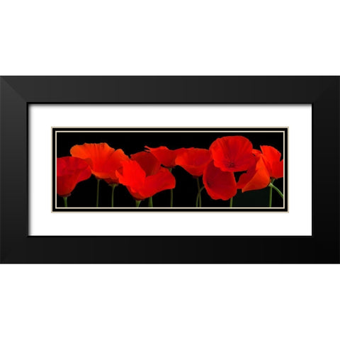 Vermilion Poppies Black Modern Wood Framed Art Print with Double Matting by Crum, R.