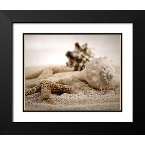 Seashells in the Sand Black Modern Wood Framed Art Print with Double Matting by Cunningham, S.