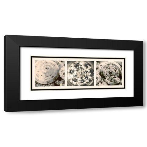 Shell Collection Black Modern Wood Framed Art Print with Double Matting by Lourens, N.