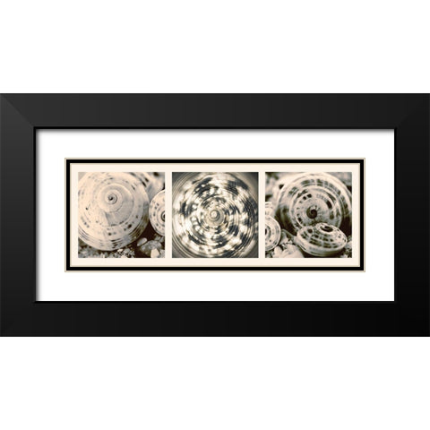Shell Collection Black Modern Wood Framed Art Print with Double Matting by Lourens, N.