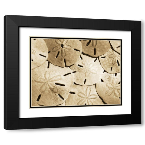 Sand Dollar Grouping Black Modern Wood Framed Art Print with Double Matting by Anonymous