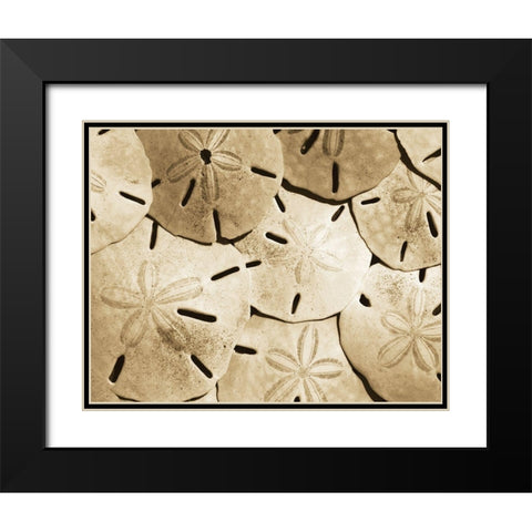 Sand Dollar Grouping Black Modern Wood Framed Art Print with Double Matting by Anonymous