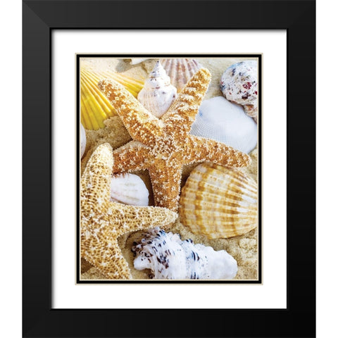 Starfish and Shells Black Modern Wood Framed Art Print with Double Matting by Anonymous