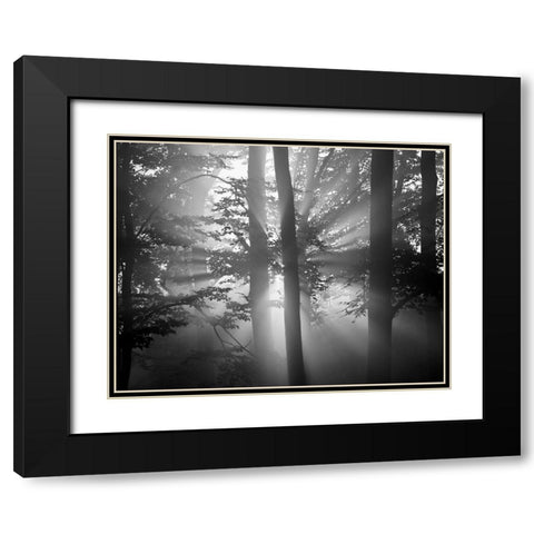 Light Through the Trees I Black Modern Wood Framed Art Print with Double Matting by Anonymous