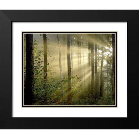 Light Through the Trees II Black Modern Wood Framed Art Print with Double Matting by Anonymous