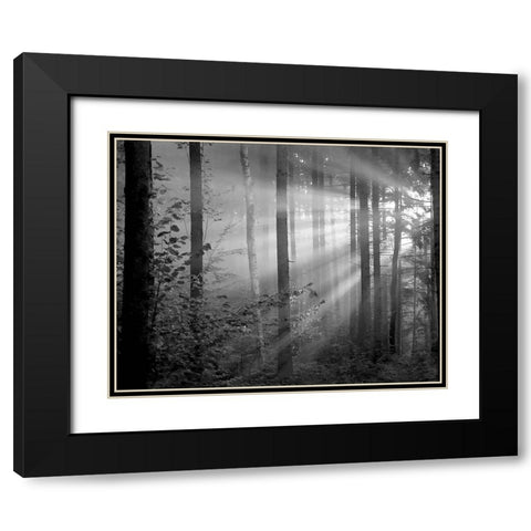 Light Through the Trees II Black Modern Wood Framed Art Print with Double Matting by Anonymous