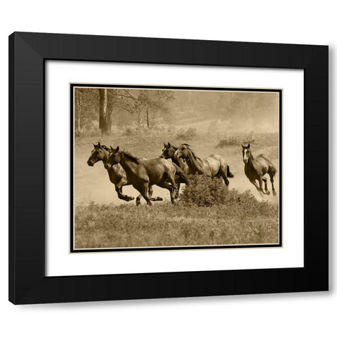 Wild Horses II Black Modern Wood Framed Art Print with Double Matting by Anonymous