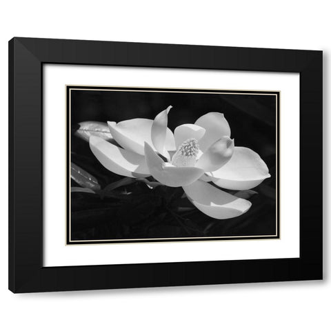 Magnolia Flower Black Modern Wood Framed Art Print with Double Matting by Anonymous