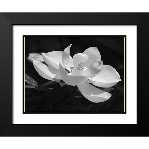 Magnolia Flower Black Modern Wood Framed Art Print with Double Matting by Anonymous