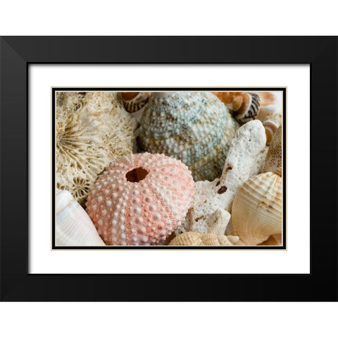 Sea Urchins Black Modern Wood Framed Art Print with Double Matting by Anonymous