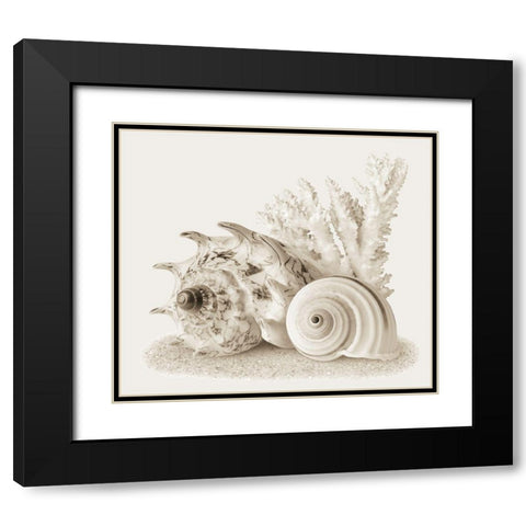 Seashells I Black Modern Wood Framed Art Print with Double Matting by Anonymous