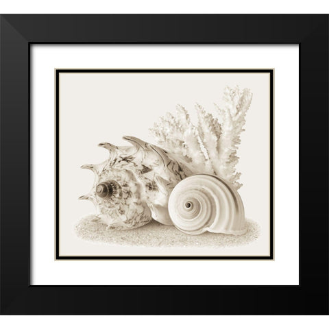 Seashells I Black Modern Wood Framed Art Print with Double Matting by Anonymous