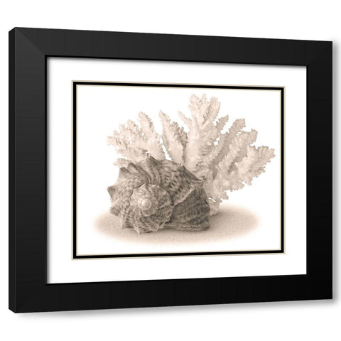 Seashells II Black Modern Wood Framed Art Print with Double Matting by Anonymous