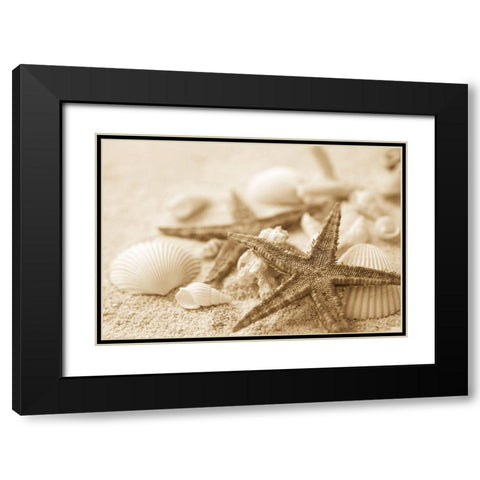 Starfish and Seashells Black Modern Wood Framed Art Print with Double Matting by Anonymous