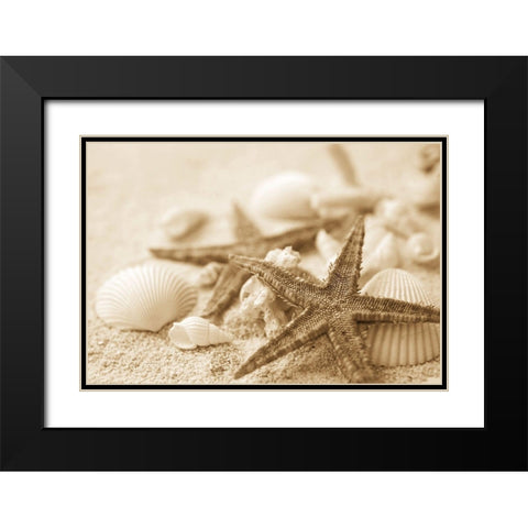 Starfish and Seashells Black Modern Wood Framed Art Print with Double Matting by Anonymous