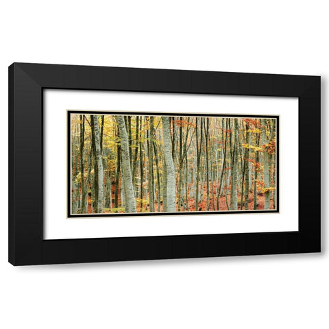 Beech Forest Black Modern Wood Framed Art Print with Double Matting by Mavroudakis