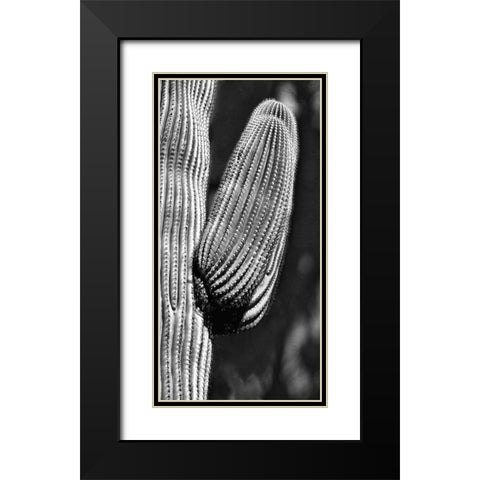 Tucson Saguaro Black Modern Wood Framed Art Print with Double Matting by Pearlman, Steve