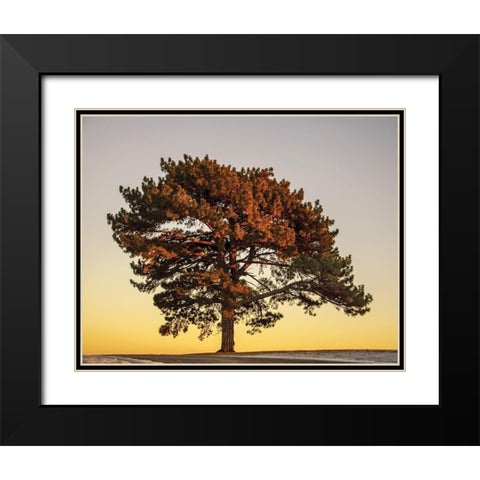 Pine at Sunset Black Modern Wood Framed Art Print with Double Matting by Francis, V.