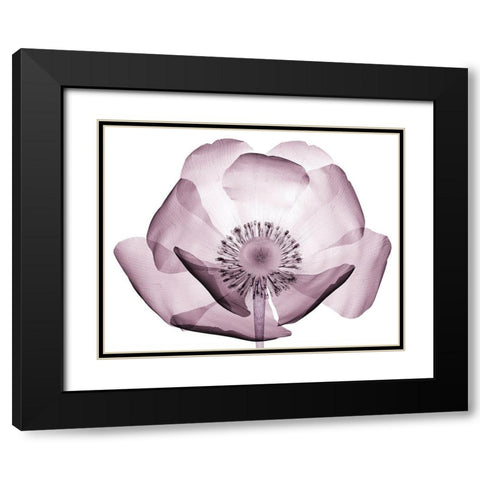Translucent Lavender Poppy Black Modern Wood Framed Art Print with Double Matting by Anonymous