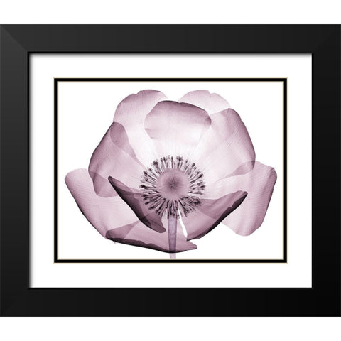 Translucent Lavender Poppy Black Modern Wood Framed Art Print with Double Matting by Anonymous