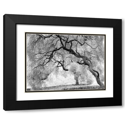 Enchanted Forest Black Modern Wood Framed Art Print with Double Matting by Anonymous