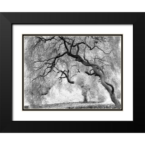Enchanted Forest Black Modern Wood Framed Art Print with Double Matting by Anonymous