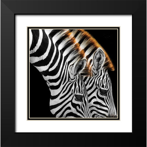 Zebras Grazing Black Modern Wood Framed Art Print with Double Matting by Anonymous