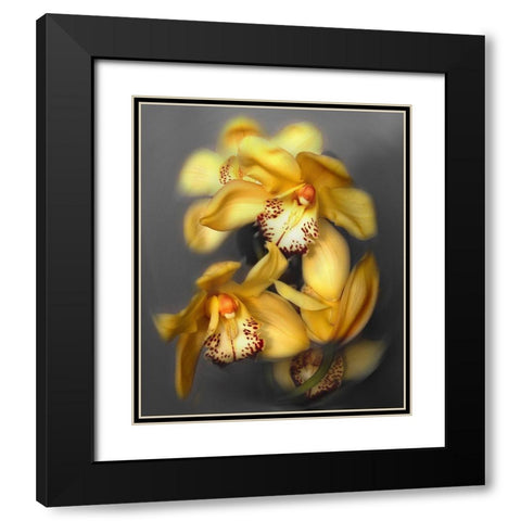 Cymbidium Orchid Yellow Black Modern Wood Framed Art Print with Double Matting by Maloratsky, Igor