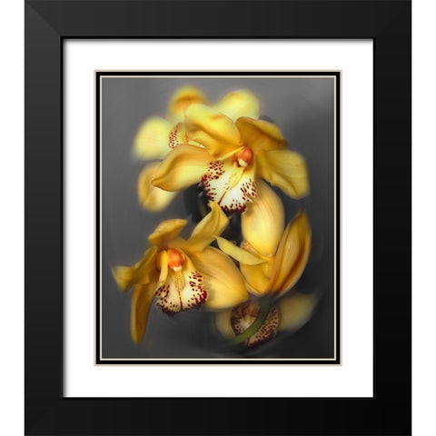 Cymbidium Orchid Yellow Black Modern Wood Framed Art Print with Double Matting by Maloratsky, Igor