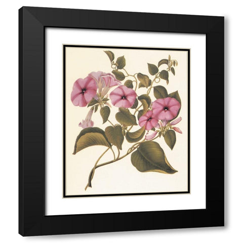 Botanical I Black Modern Wood Framed Art Print with Double Matting by Unknown