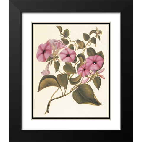 Botanical I Black Modern Wood Framed Art Print with Double Matting by Unknown