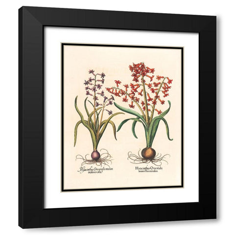 Hyacinth Botanical Black Modern Wood Framed Art Print with Double Matting by Unknown