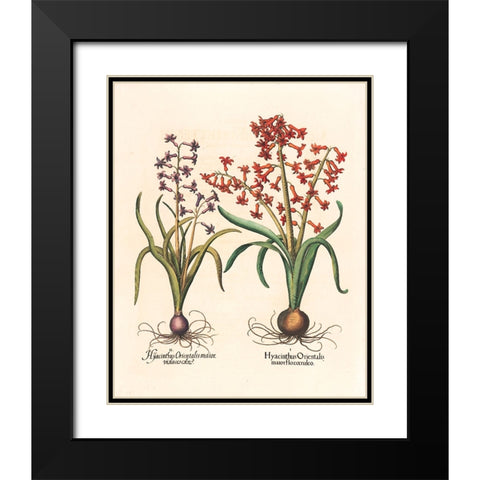 Hyacinth Botanical Black Modern Wood Framed Art Print with Double Matting by Unknown