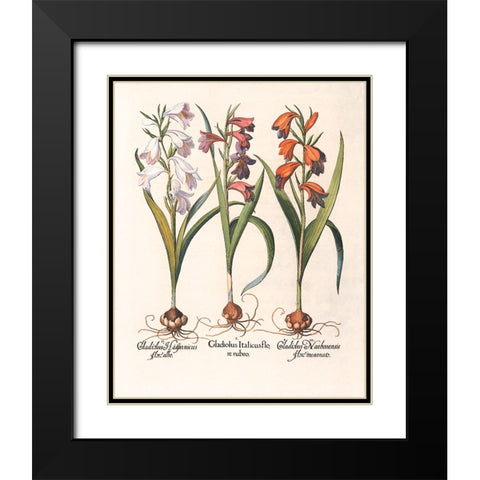 Gladiola Botanical Black Modern Wood Framed Art Print with Double Matting by Unknown