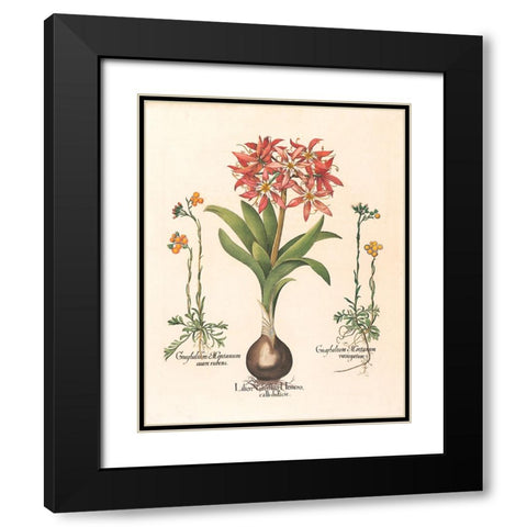 Lily Botanical Black Modern Wood Framed Art Print with Double Matting by Unknown