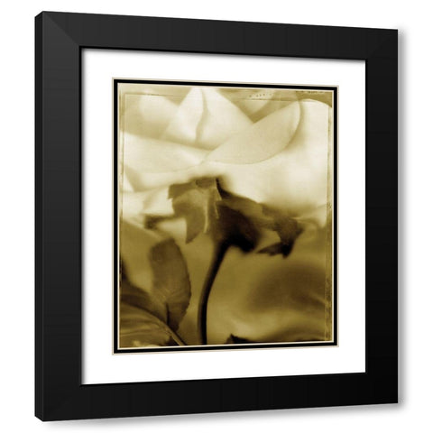 Flower Focus I Black Modern Wood Framed Art Print with Double Matting by Unknown