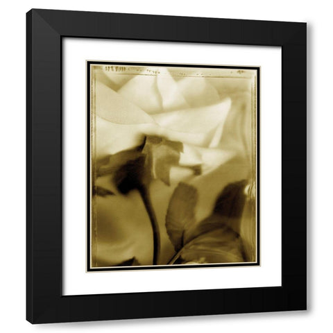 Flower Focus II Black Modern Wood Framed Art Print with Double Matting by Unknown