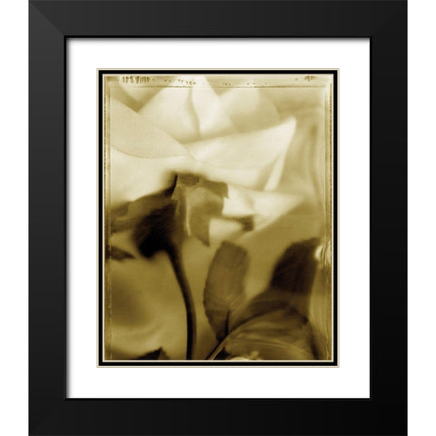 Flower Focus II Black Modern Wood Framed Art Print with Double Matting by Unknown