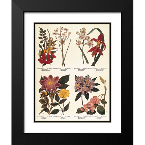 Botanicals Black Modern Wood Framed Art Print with Double Matting by Unknown